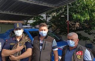 Annesini kaybeden yavru karaca koruma altına alındı