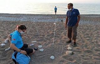 Antalya’da 2020 yılında 4 bin 853 yuvadan 204...