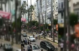 Antalya’da 20 metre uzunluğunda palmiye ağacına...
