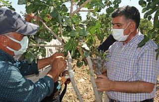 Antepfıstıklarına erkek aşı
