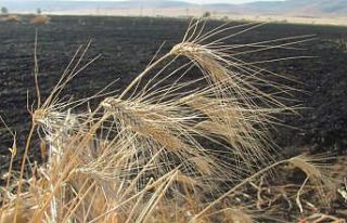 Araban’da 50 dönüm buğday kül oldu