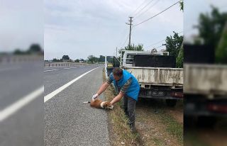 Araç çarpan köpeğe anında müdahale
