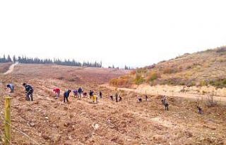 Aras Kargo’dan fidan seferberliği