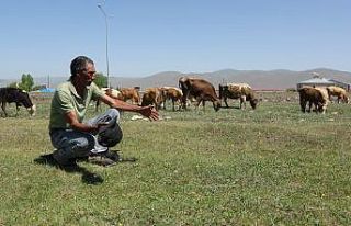 Ardahan Ziraat Odası Başkanı Sural: "Kuraklık...