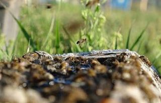 Ardahanlı arıcıların kuraklık endişesi