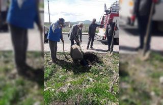 Arpaçay’da fidan dikimi sürüyor