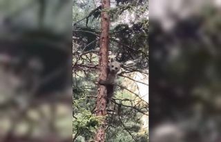 Artvin’de minik ayı yavrusunun ağaçtaki sinirli...
