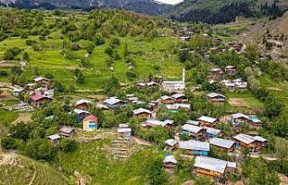 Artvin’deki 2 bin rakımlı Maden köyü ahşap...