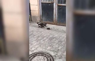 Artvin’den fare ile kedinin güldüren görüntüsü