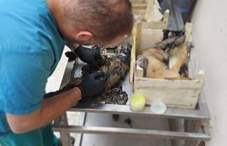Asfalt ziftine yapışmış halde bulunan yavru köpekler...