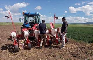 Aslanapa’da alternatif ürün ekimi çalışmaları