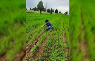 Aslanapa’da köylerde yem bitkisi ekili alanlarda...