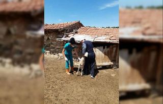 Aslanapa’da küçükbaş hayvanlara küpeleme ve...