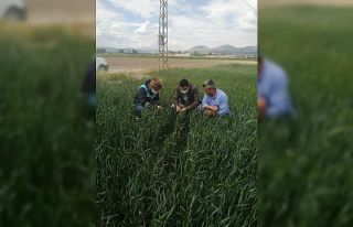 Aslanapa’da yeni çeşit buğdayların gelişim...