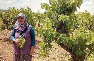Asma yaprağından 1,5 milyonluk gelir