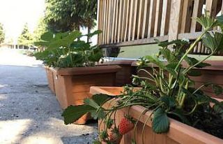 Ata tohumları meyve verdi