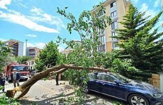 Ataşehir’de çürüyen ağaç arabanın üstüne...