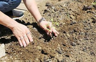 AtaTohum’da yaz fideleri toprakla buluştu