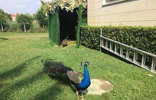 Atatürk Kent Parkı tavus kuşlarıyla renklendi