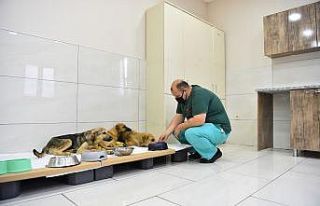 Avcılar’da zehirlenen yavru köpekler belediye...