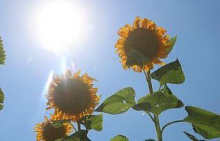 Ay çekirdeği tarlaları Malatya’yı sarıya bürüdü