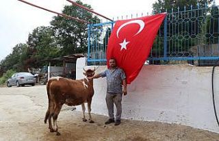 Ay-yıldız desenli ineğini kimseye satmıyor