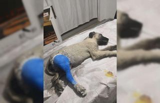 Ayağı kırık halde bulunan köpek tedavi altına...
