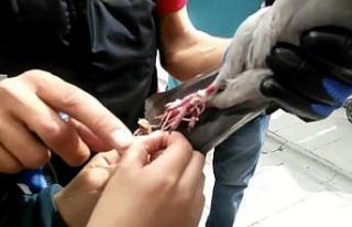 Ayağına ip dolanan güvercini itfaiye ekipleri kurtardı