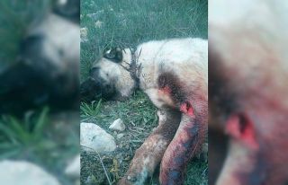 Aydın dağlarında domuzlar davar sürülerini de...