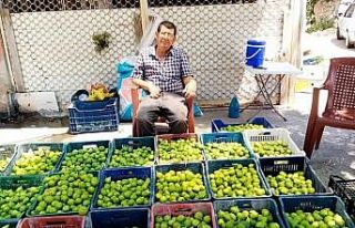 Aydın’da ’ilekleme’ dönemi devam ediyor