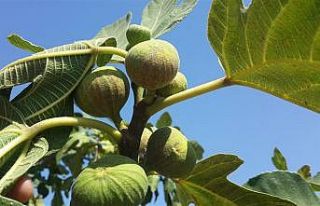 Aydın’da incir bahçelerine kırmızı örümcek...