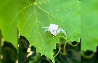 Aydın’da, insan yüzlü örümcek görüldü