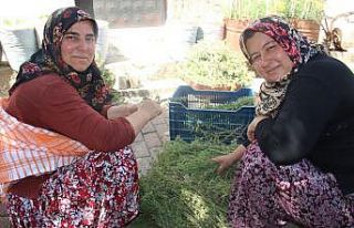 Aydın’da köylü kadınlar virüsten korunmak için...