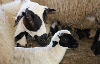 Aydın’da ’SOYBİS Projesi’ kapsamında bin...