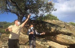 Aydın’da yüzlerce keklik doğaya salındı