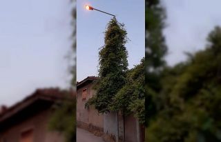 Aydınlatma direği ağaca dönüştü