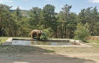 Ayının havuz keyfi böyle görüntülendi