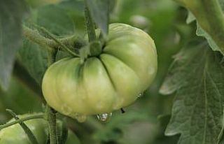 Baba kız, ata tohumunu korumak için 5 yıldır domates...