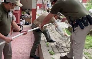 Bahçede yaralı halde bulunan doğan, korumaya alındı