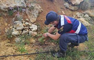 Bahçesine kenevir ekti gözaltına alındı