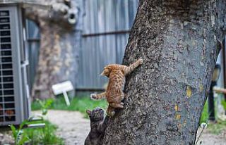 Bakan Gül’den hayvanları koruyacak yeni yasal...