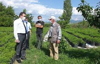 Balıkesir’de şeker otu tarımı yaygınlaştırılacak