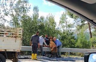 Bariyerlerde askıda kalan yaban eşeği için vatandaşlar...