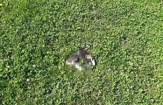 Başı kesilerek telef edilen yavru kedi tedirgin...