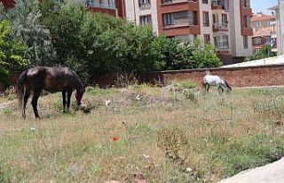 Başıboş atlar yine sahnede
