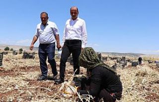 Başkan Doğru’dan sarımsak üreticilerine uyarı