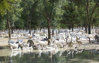 Başkan Konuk: “Ekolojik çözümün raflara ulaşan...
