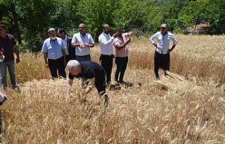 Başkan Özgan orakla ekin biçti