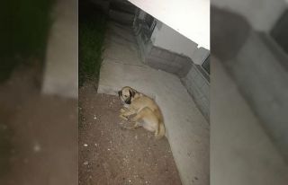 Başkent’te kafasına sallama darbesi aldığı...