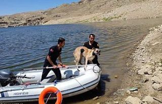 Batman Çayında uzun süre mahsur kalan köpek itfaiye...